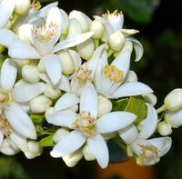 عسل مرکبات 900 گرمی